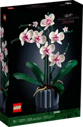 Orchidee