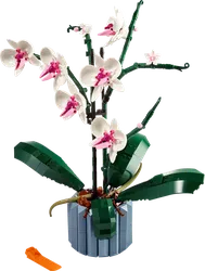 Orchidee