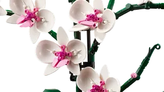 Orchidee